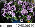 Viola flowers in full bloom at their peak 124880619