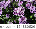 Viola flowers in full bloom at their peak 124880620