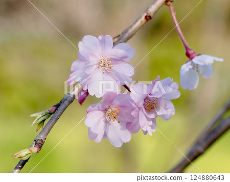 Pink weeping cherry blossoms bathed in sunlight (double-flowered weeping cherry blossoms at Haruno Sports Park) 124880643