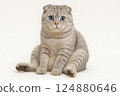 Scottish Fold Kitten "Scooting①" 124880646