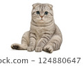 Scottish Fold Kitten "Sco-sitting②" 124880647