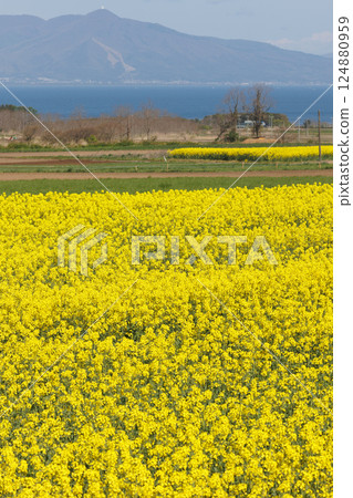 油菜花節（青森縣橫濱） 124880959