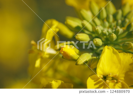 油菜花節(青森縣橫濱) 油菜花節(青森縣橫濱) 124880970