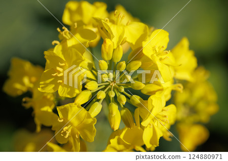 油菜花節(青森縣橫濱) 油菜花節(青森縣橫濱) 124880971