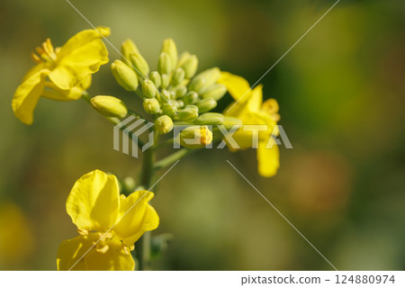 Rape blossom festival (Yokohama, Aomori Prefecture) 124880974