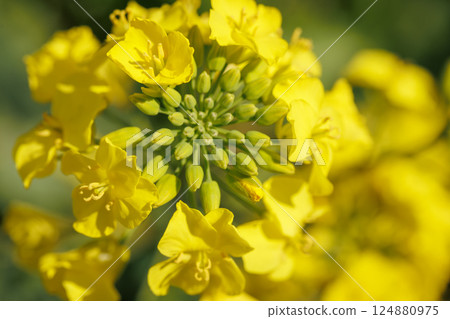 Rape blossom festival (Yokohama, Aomori Prefecture) 124880975