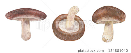 香菇插圖集 香菇插圖集 124881040