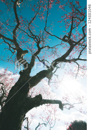 Plum tree stretching to the sky 124881046
