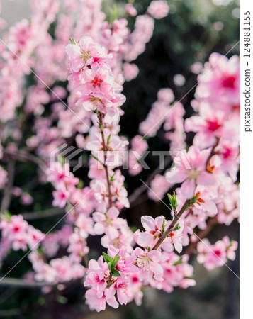 Peach blossoms in full bloom, pink flowers on branches. 124881155