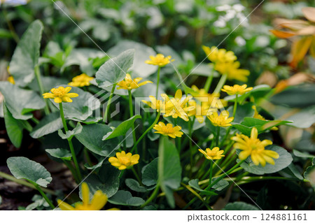 Blooming yellow flowers in springtime park. Lesser celandine Blooming yellow flowers in springtime park. Lesser celandine 124881161