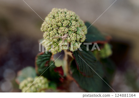 Leatherleaf Viburnum or Viburnum rhytidophyllum with flower buds and spider. 124881164