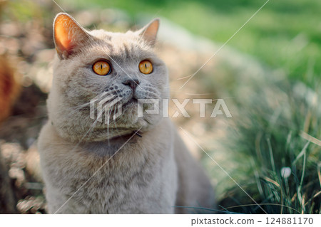 Fluffy Scottish cat close up outdoor in park 124881170