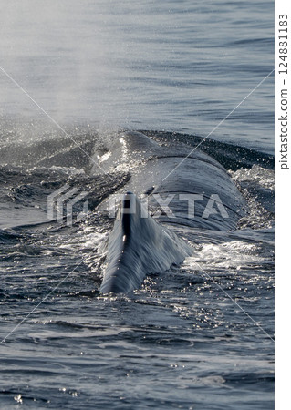 Physeter macrocephalus spermwhale in mediterranean sea Physeter macrocephalus spermwhale in mediterranean sea 124881183