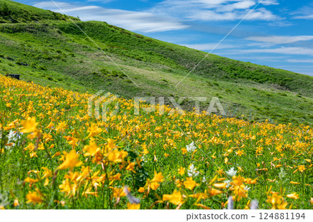 Day lilies in full bloom at Kirigamine and blue skies 1 124881194