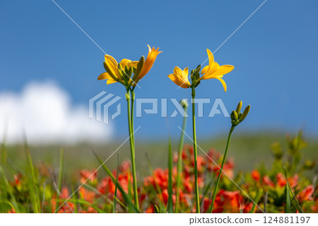 萱草和蓮華杜鵑在藍色夏日天空下盛開 3 萱草和蓮華杜鵑在藍色夏日天空下盛開 3 124881197