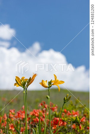 萱草和蓮華杜鵑在藍色夏日天空下盛開 6 萱草和蓮華杜鵑在藍色夏日天空下盛開 6 124881200