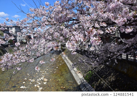 日本岐阜縣高山市的春天。從旅遊景點中橋橋頂看到的景色。盛開的櫻花和周圍的城鎮景觀。美麗的藍天和宮川。 124881541