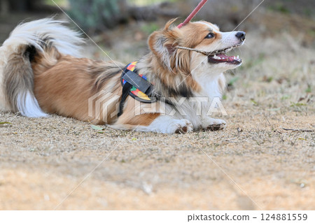 柯基犬玩樹枝 柯基犬玩樹枝 124881559