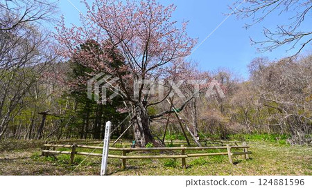 莊谷櫻花公園的幾朵櫻花 124881596