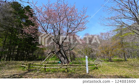 Couple cherry blossoms at Shoya Sakura Park 124881600