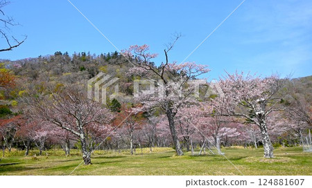 從櫻花公園看到的春天的山脈 124881607