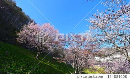 大壩湖上的隱密櫻花勝地 124881608