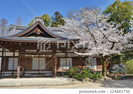 Fujinomori Shrine's Saikan and cherry blossoms Fujinomori Shrine's Saikan and cherry blossoms 124881730