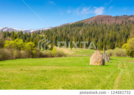 mountainous rural landscape of ukraine in spring. outdoor adventure. countryside scenery on a sunny morning. coniferous forest on hill. haystack and wooden fence on green grassy meadow under blue sky 124881732
