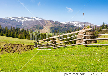 mountainous rural landscape of ukraine in spring. scenic view. countryside scenery on a sunny morning. coniferous forest on hill. haystack and wooden fence on green grassy meadow under blue sky 124881733