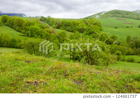 pasture on hill in rural landscape in spring. carpathian organic farmland. scenic nature scenery with green grass and foliage on a rainy day. clouds on the sky above the distant mountain pasture on hill in rural landscape in spring. carpathian organic farmland. scenic nature scenery with green grass and foliage on a rainy day. clouds on the sky above the distant mountain 124881737