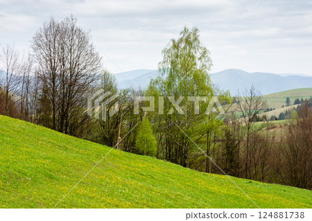 countryside mountain landscape in spring. sustainable farmland. cloudy weather. field and forest on the hill. rolling rural scenery of podobovets valley. transcarpathia region 124881738