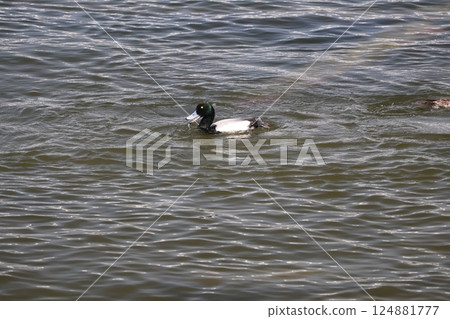 Scenery of a single Tufted Duck swimming on the water surface 124881777