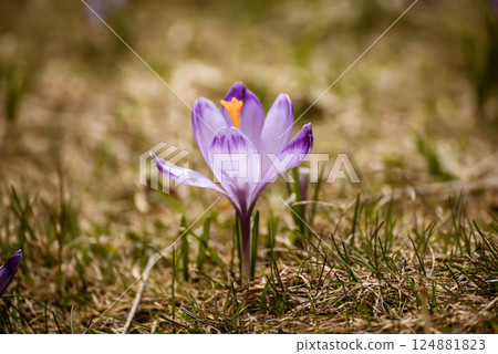 Spring crocus flower. Seasonal Easter background. 124881823