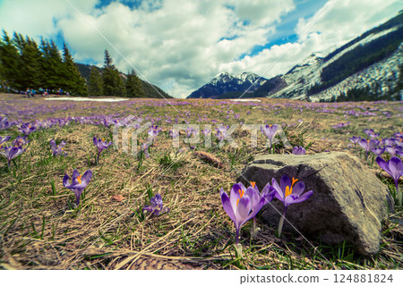 Dolina Chocholowska with blossoming purple crocuses or saffron flowers,Tatra mountains, Poland. Dolina Chocholowska with blossoming purple crocuses or saffron flowers,Tatra mountains, Poland. 124881824