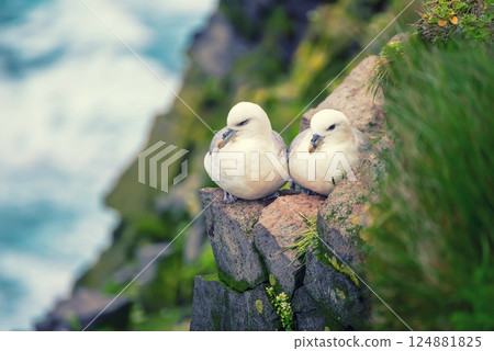 Couple of Northern Fulmar, Fulmarus glacialis birds sitting on the rock in Iceland at summer Couple of Northern Fulmar, Fulmarus glacialis birds sitting on the rock in Iceland at summer 124881825