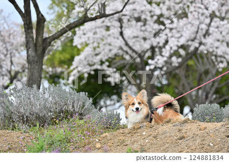 微笑的柯基犬在公園散步 124881834
