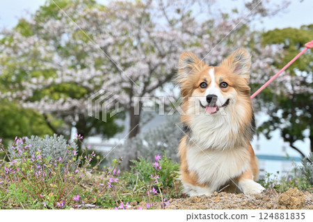 Smiling Corgi Walking in the Park 124881835