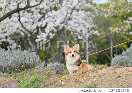 微笑的柯基犬在公園散步 124881836
