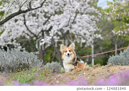 Smiling Corgi Walking in the Park 124881840