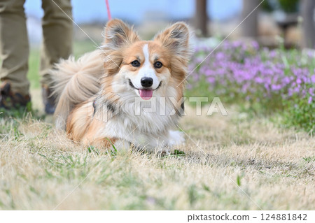 Smiling Corgi Walking in the Park 124881842