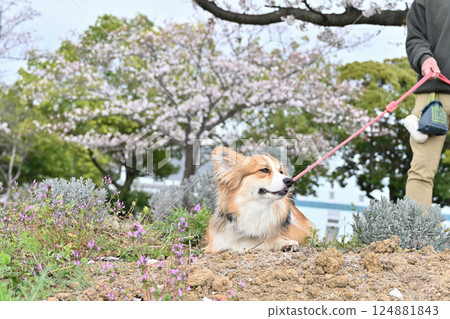 Smiling Corgi Walking in the Park Smiling Corgi Walking in the Park 124881843