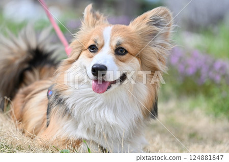 微笑的柯基犬在公園散步 124881847