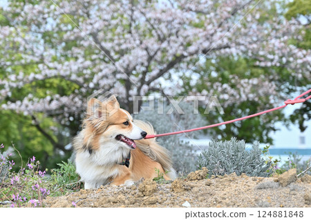 微笑的柯基犬在公園散步 微笑的柯基犬在公園散步 124881848