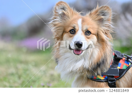 微笑的柯基犬在公園散步 微笑的柯基犬在公園散步 124881849