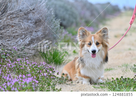 Smiling Corgi Walking in the Park 124881855