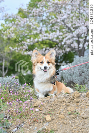 微笑的柯基犬在公園散步 124881856