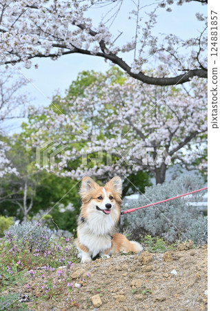 Smiling Corgi Walking in the Park 124881857