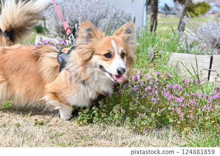 微笑的柯基犬在公園散步 124881859