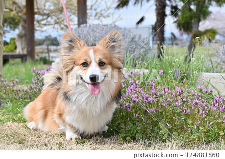 微笑的柯基犬在公園散步 124881860