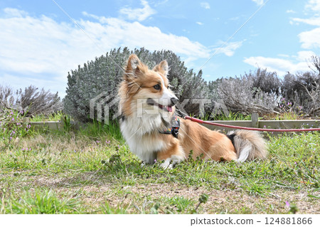 Smiling Corgi Walking in the Park 124881866